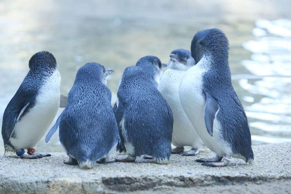 世界上最小最萌的神仙小企鹅你爱吗