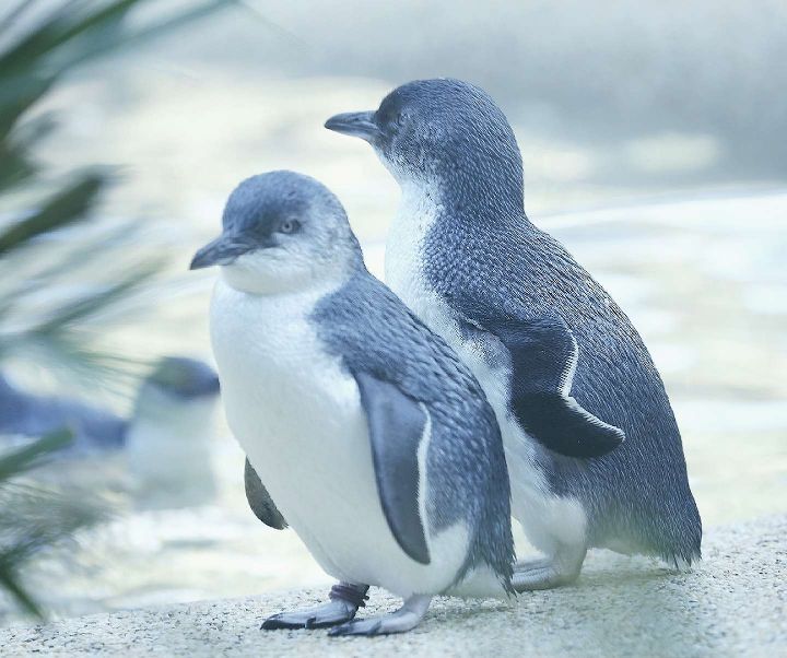 世界上最小最萌的神仙小企鹅你爱吗