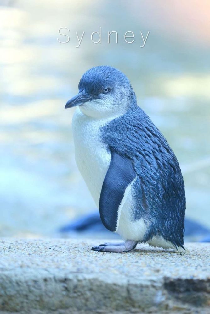 世界上最小最萌的神仙小企鹅你爱吗