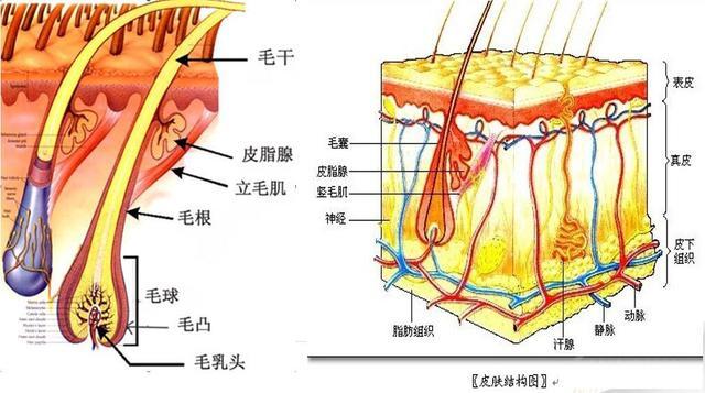 我们头皮组织非常复杂,皮脂腺位置(如下图所示)与毛囊共用同一个毛孔