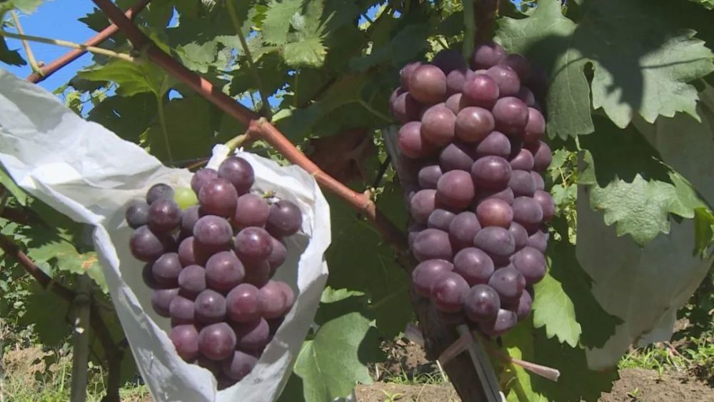 香甜葡萄成农民致富增收"金串串"