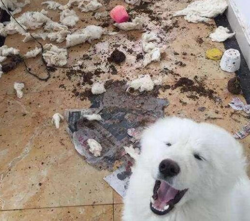 它们拆家的技能也是非常厉害的,而且萨摩耶拆完家还会用一双无辜呆萌