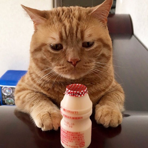橘猫老喜欢皱眉头 它天生自带幽怨的小表情 猫 我太难了
