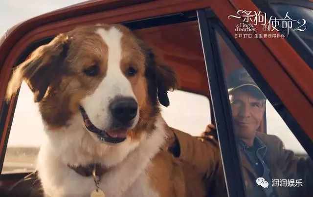 圣伯纳犬是电影海报中主打的狗狗.也是体型最大,最威猛的狗狗.