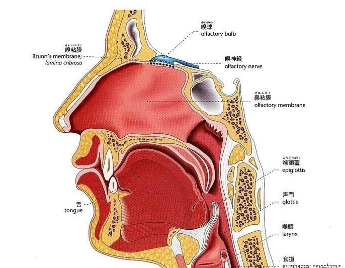 为什么口水在嘴里感觉不臭 吐出来用鼻子闻就很臭 每日头条