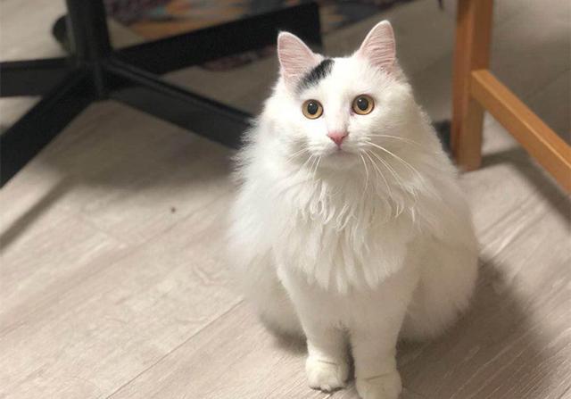 猫咪乱拉乱尿?放心,它不是在报复你,很有可能