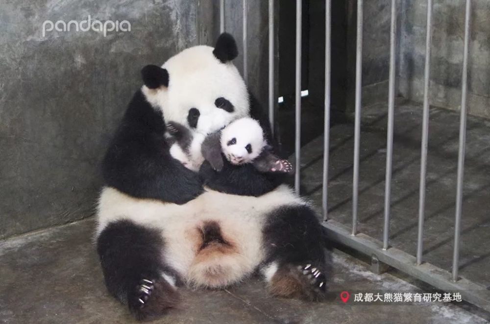 咬合力排行榜_猛兽咬合力排行榜:狮子垫底,老虎仅排第八,榜首出乎意料