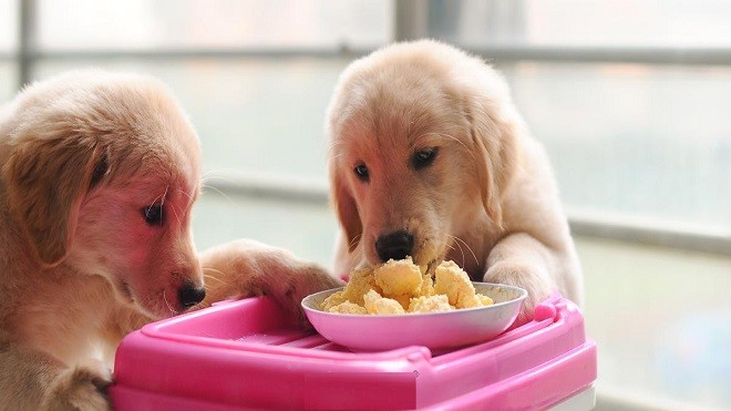 除了狗粮狗狗还能吃什么?这些人吃的食物其实