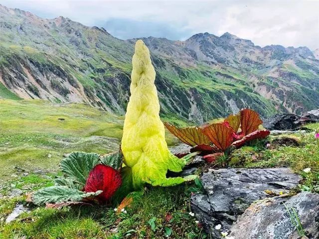 一组植物趣知识塔黄银剑菊及峨眉山纤细的兰花