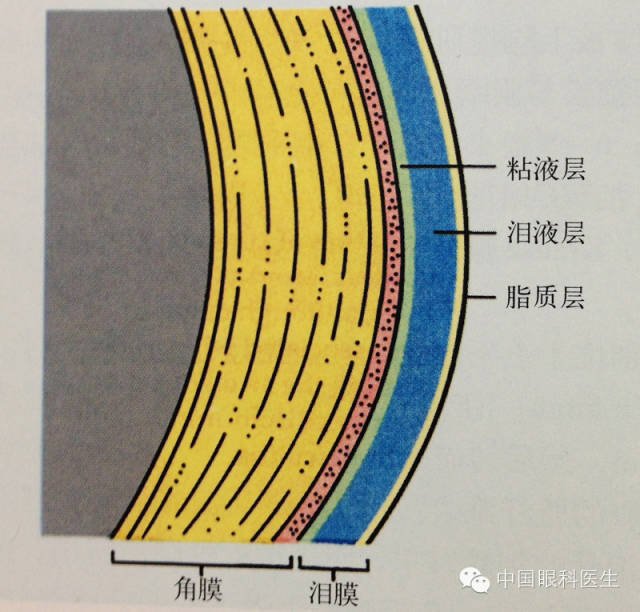 淚器的解剖玻璃體基底部玻璃體的解剖視神經結構示意圖來源:中國眼科