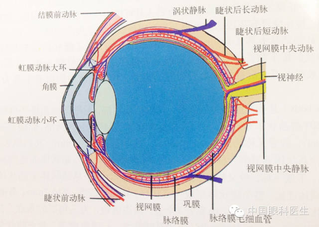 眼部解剖圖詳解