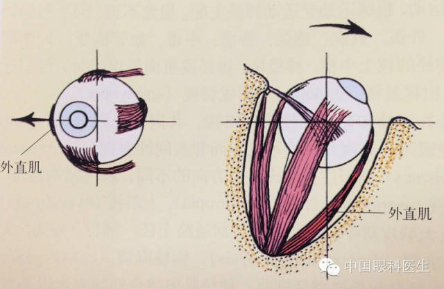 眼科解剖图详解