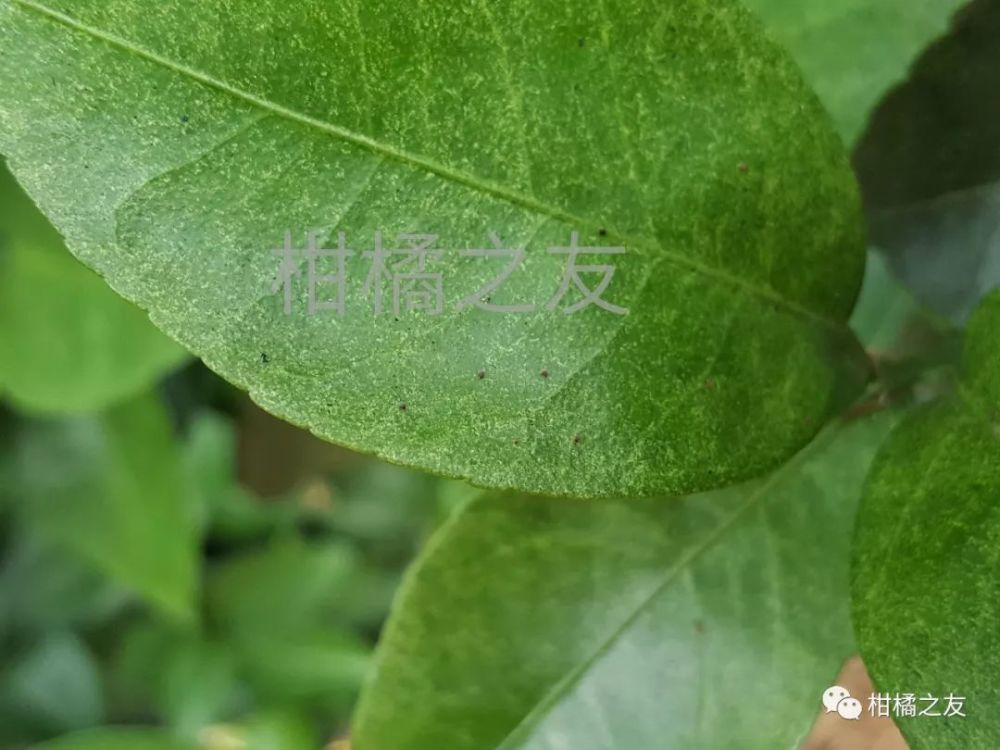 柑橘红蜘蛛病怎么防治(柑桔红蜘蛛用什么药)