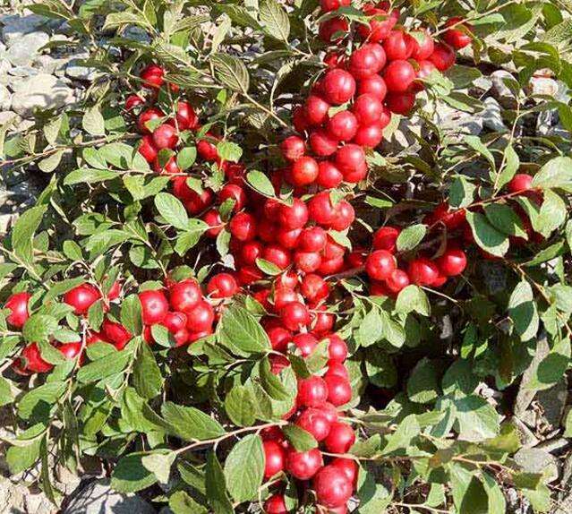 像李子又像樱桃,含钙高,南方一斤30受欢迎,北方泛滥却无人吃