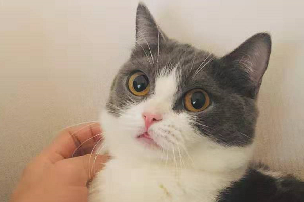 有一种幸福叫做肖战的猫粉丝想做你的怀中猫