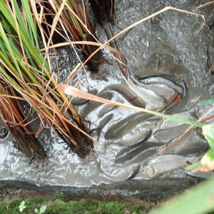 来禄丰品谷花鱼,尝新米饭啦!