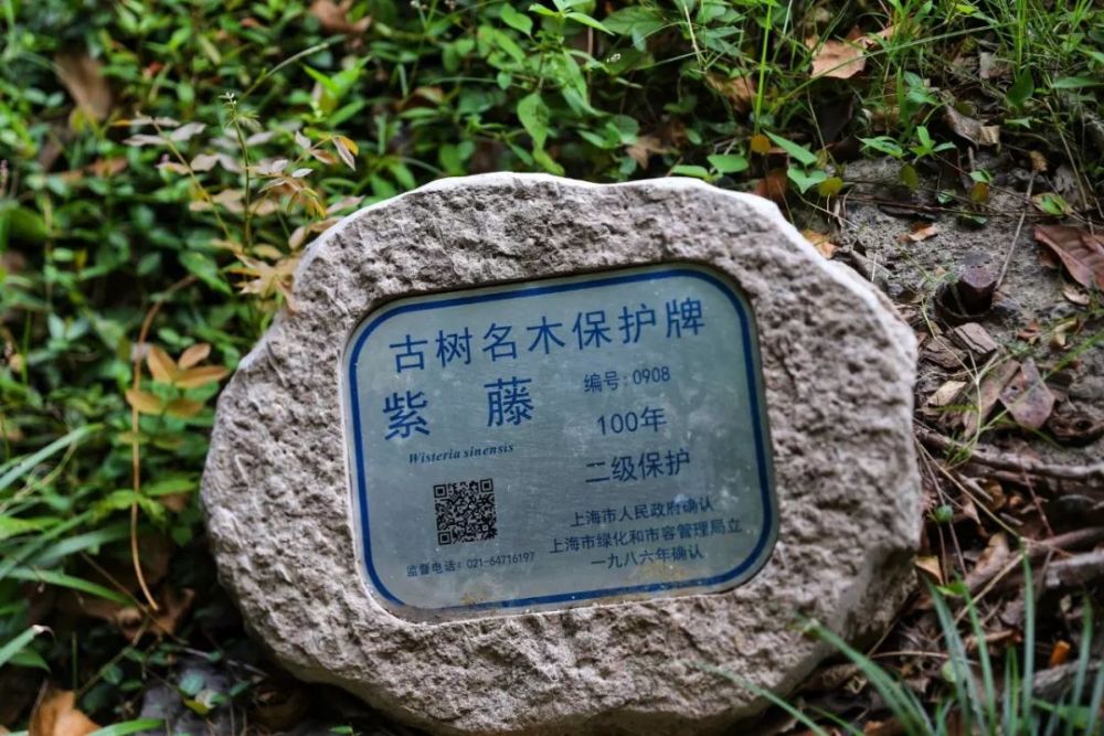 松江新增两株二级保护古树有你见过的吗