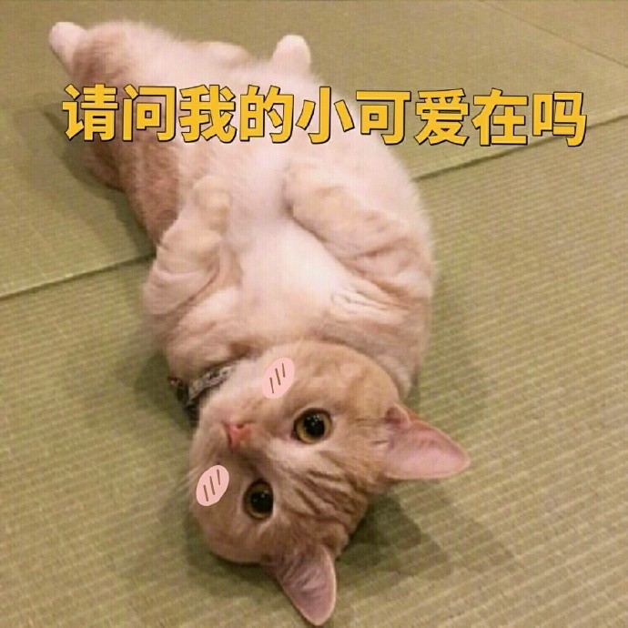 小橘猫的表情包真的是太可爱了