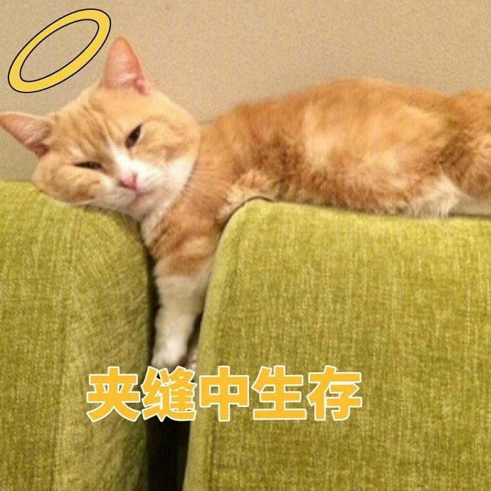 小橘猫的表情包真的是太可爱了