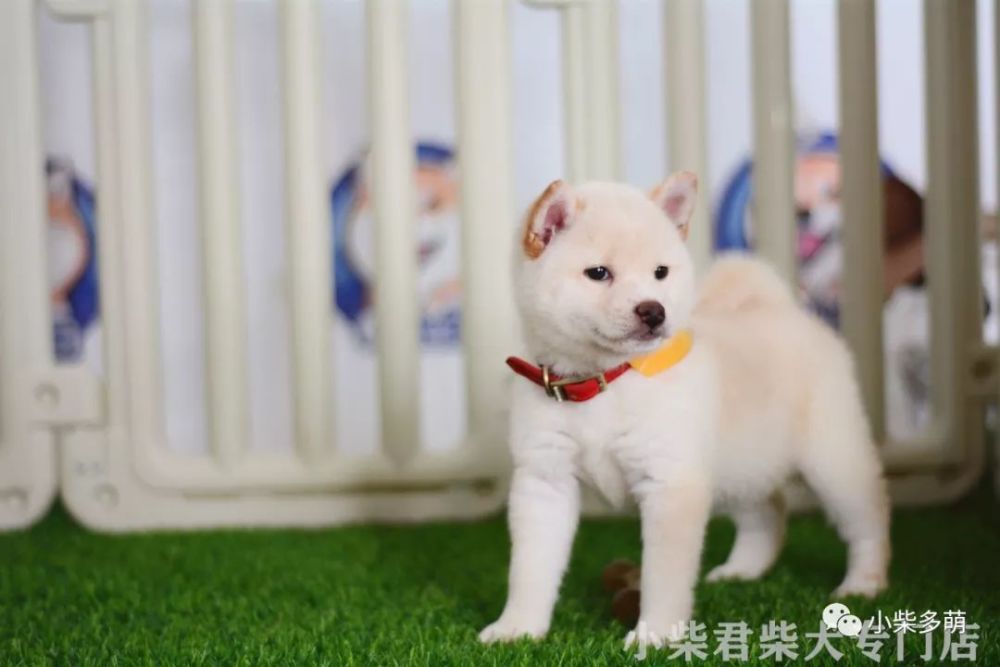 柴犬什么颜色性价比最高?