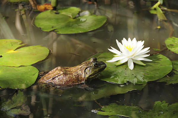 繁星 青蛙是他的logo