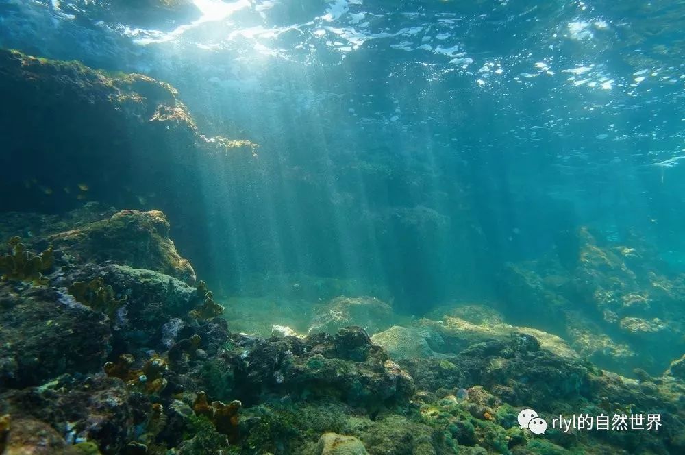 【海洋】5米深的海底还有热泉?高温让海床能煮熟鸡蛋