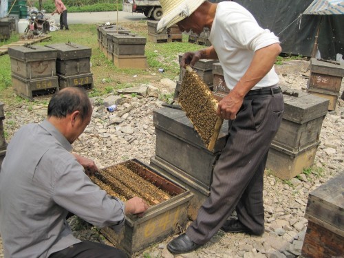 原地人工分蜂,为什么回蜂那么多?看看,其实老蜂农都这样做