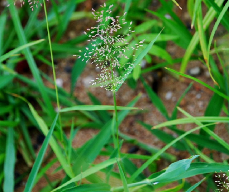 4,知風草