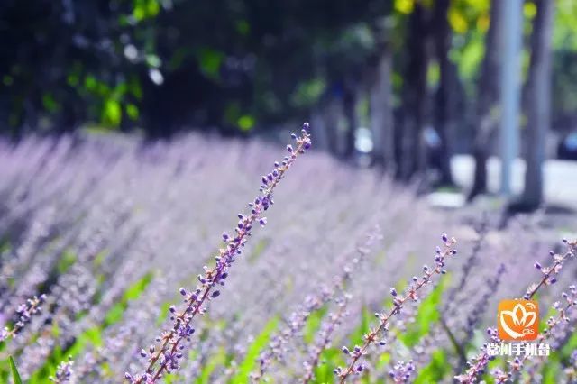 常州最新 花情 紫色麦冬竞绽放 平凡之中显浪漫