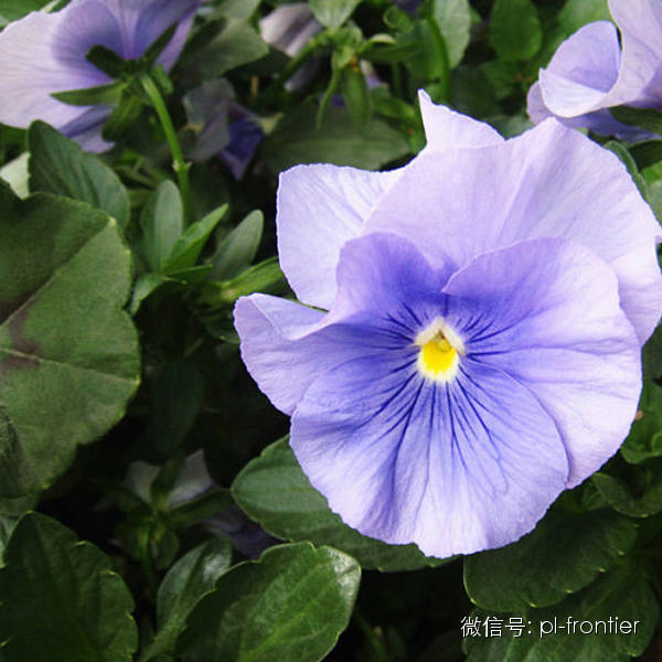 植物设计师常用的 精品地被草花大全 腾讯新闻