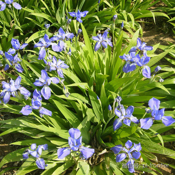 植物设计师常用的 精品地被草花大全 腾讯新闻