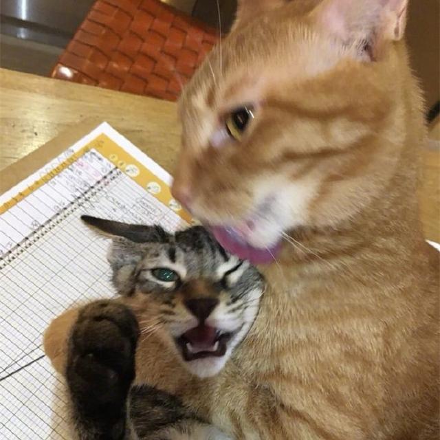 两只猫咪扑倒的表情包,两只猫嘿嘿嘿表情包(2) - 伤感说说吧