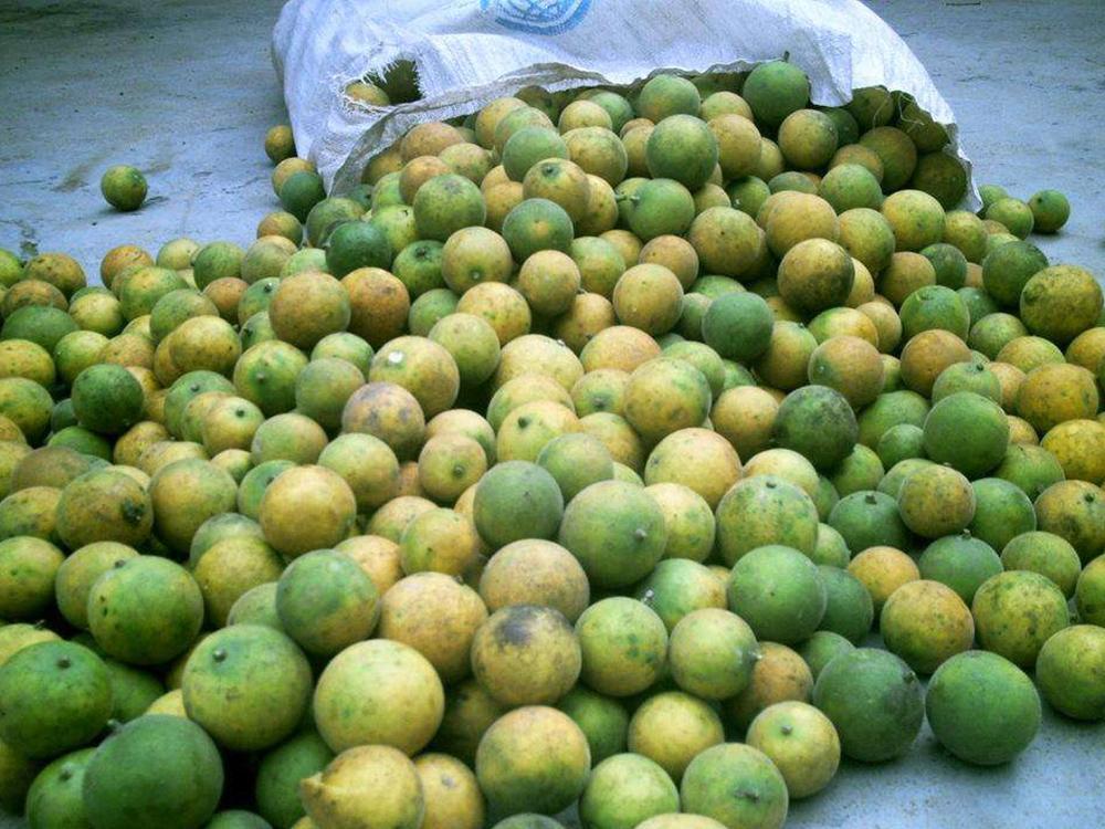 过去烂一地没人要如今晒干20元一斤但10斤才能晒出1斤来