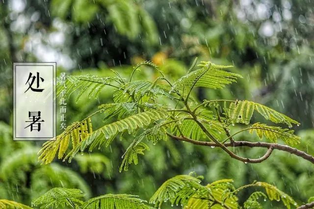 今日處暑暑氣止天地肅人間最美是清秋