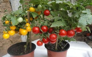 盆栽西红柿不结果 不如试试这招数 果子多的压断枝