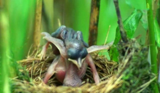 布谷鸟极度残忍自私自利的神秘特性让科学家甘为其花费毕生心血