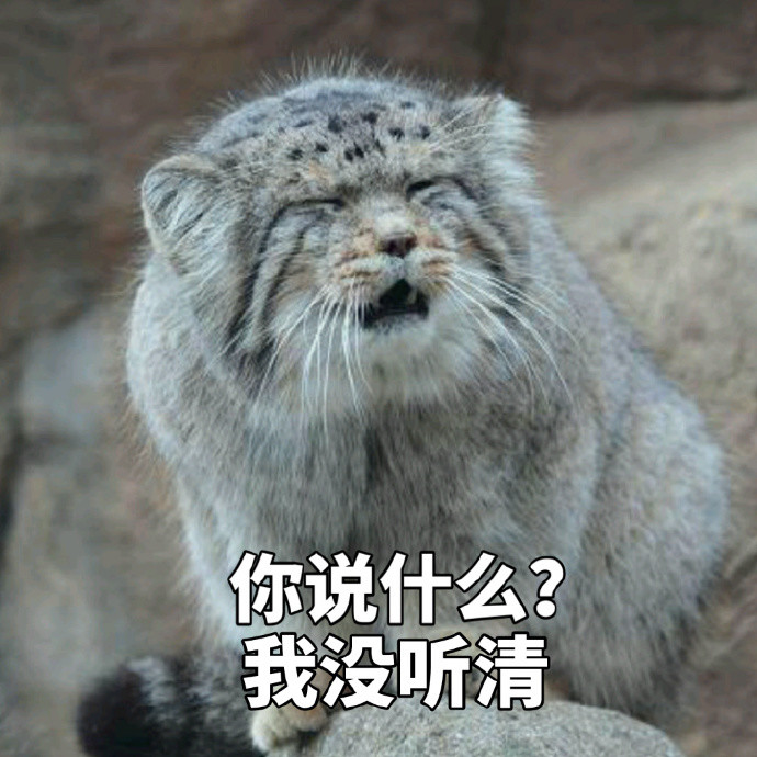 蠢萌的兔狲随便一张都是表情包