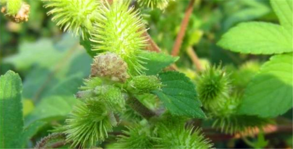 苍耳的拼音(苍耳的拼音怎么写的拼音怎么读)