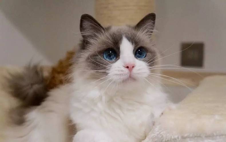 想解决猫咪脱毛问题？先从了解掉毛开始！