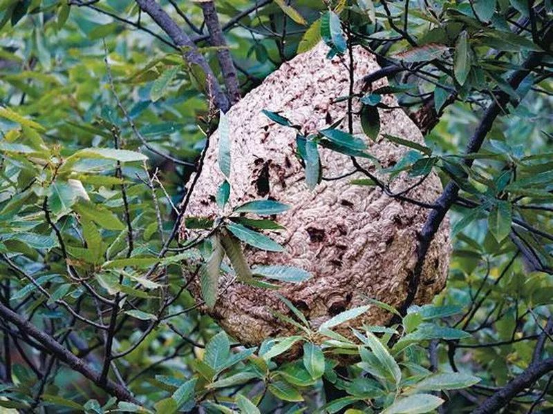 "除蜂小队"再行动,为群众办实事!江北消防摘除扰民马蜂窝_腾讯新闻
