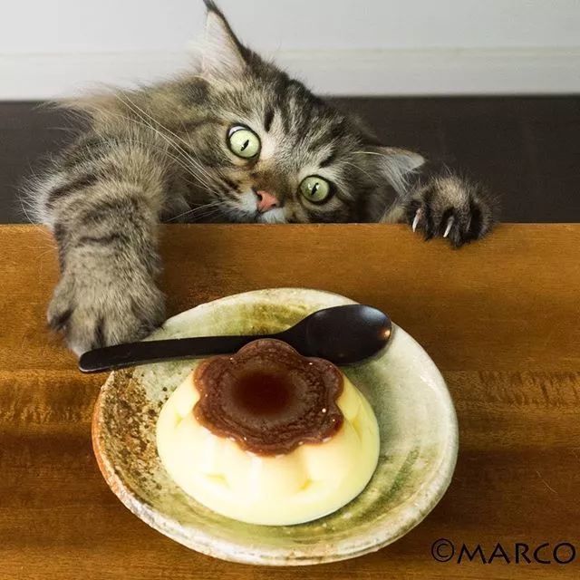 岛国吃货猫看到食物就六亲不认网友心疼铲屎官但真的好可爱