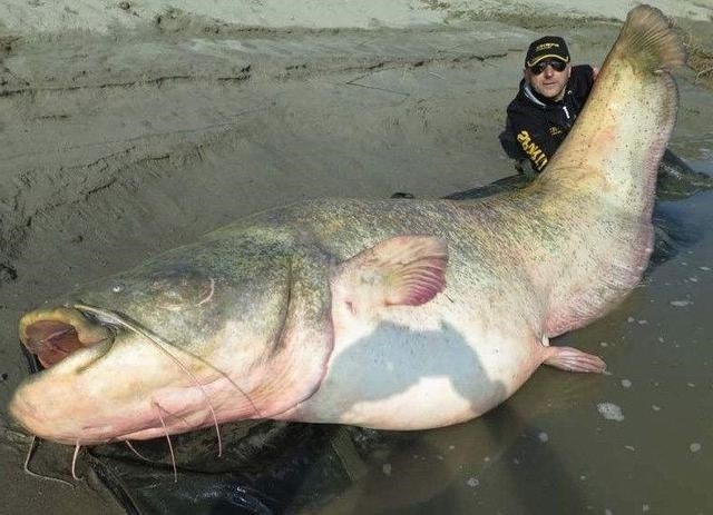 史前最大的鱼图片