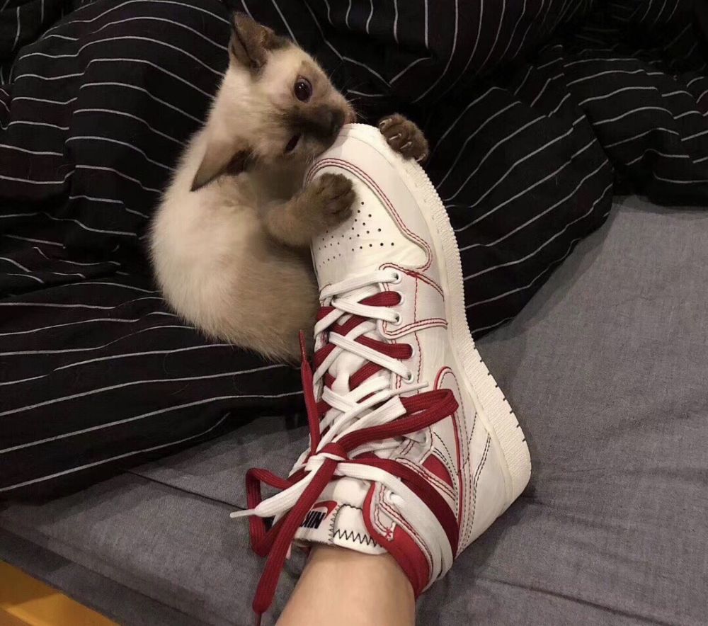 aj1兔八哥,这个真的太适合女生了吧