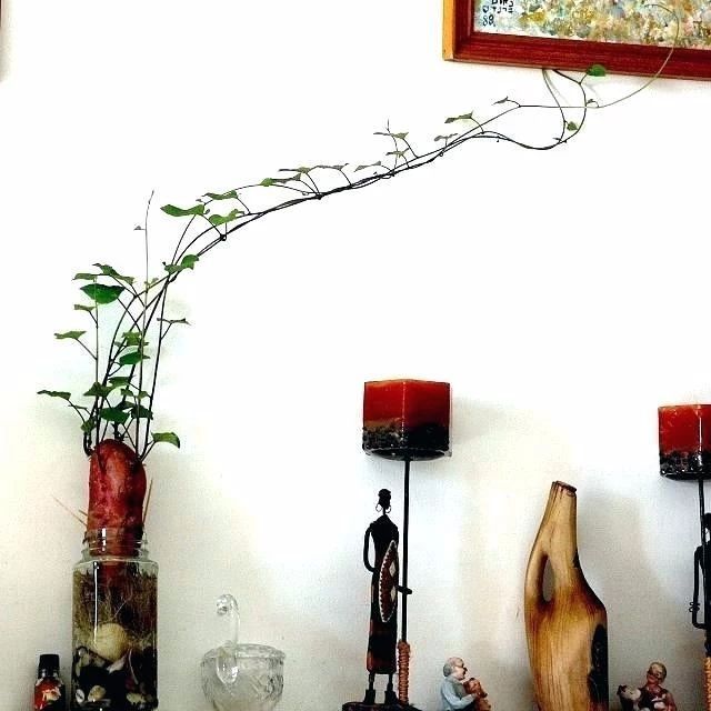 适合养室内的爬藤或垂吊植物,别以为都是观叶