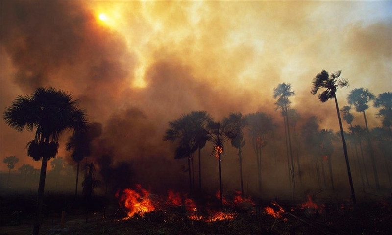 亚马逊雨林正遭大火珍稀动植物难逃厄运你对它了解多少