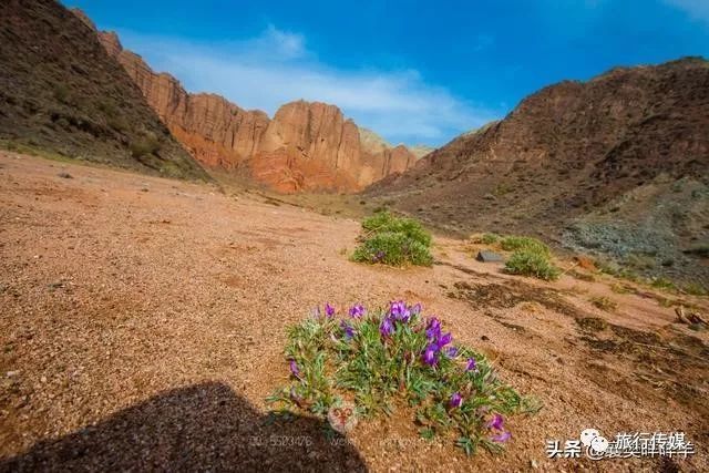 荒芜的沙石地上,顽强生长的野花也是一道美丽的风景,仿佛欢迎我们这些