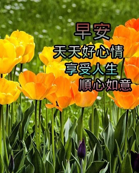 4月3日微信早上好問候祝福語錄圖片帶字鮮花溫馨早上好祝福語