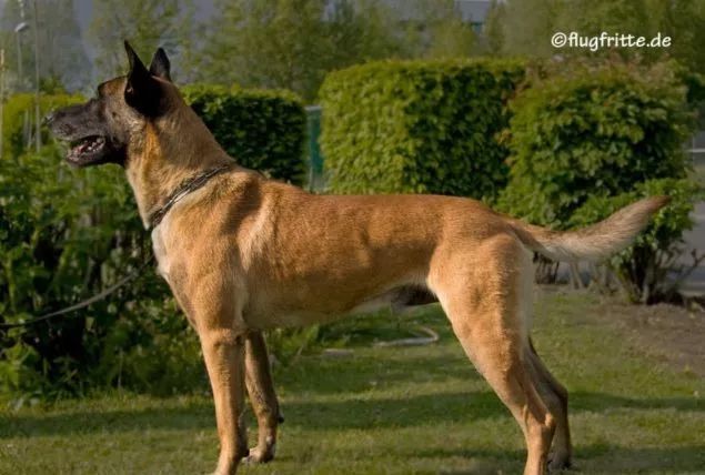 常见猛犬性格分析 养过5种即可召唤神龙 神龙 猛犬 护卫犬 拳师犬 东德牧羊犬 罗威纳