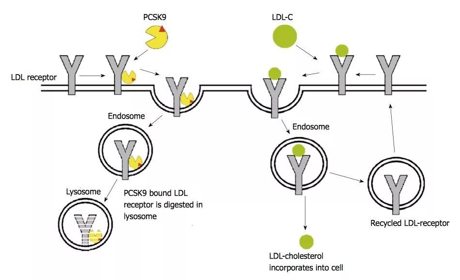 《心诚精读》新一代降脂药物:pcsk9抑制剂