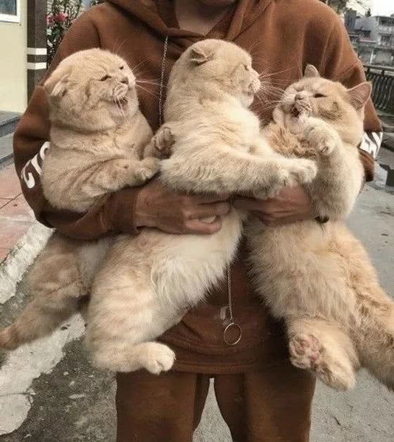 三只橘猫跟主人拍合影,谁都想占c位,差点动手打起来